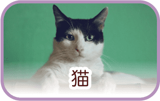 猫