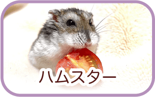 ハムスター