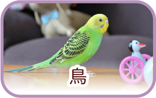 鳥