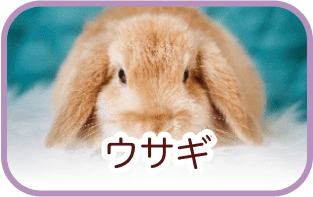 ウサギ