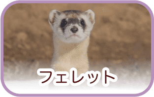 フェレット