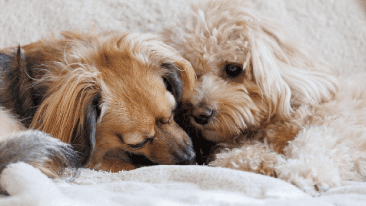 2匹の犬が寄り添って休んでいる様子